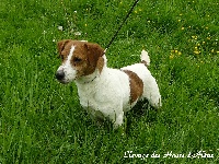 Étalon Jack Russell Terrier - Choupouk de la Combe des Lavandes