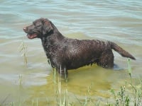 Étalon Labrador Retriever - Griotte Des Mysteres De Dam'sarha