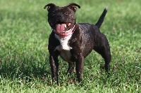 Étalon Staffordshire Bull Terrier - Gala (Sans Affixe)