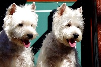Étalon West Highland White Terrier - Gigi du jardin des korrigans