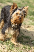 Étalon Yorkshire Terrier - Greta garbo Majeya's Way