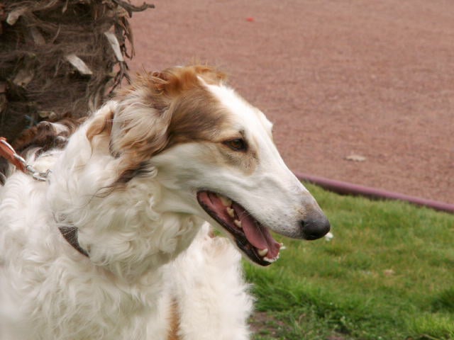 Dame detrefle Du grand fresnoy