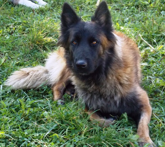 Publication : Little Cowboy Auteur : christine REPPERT