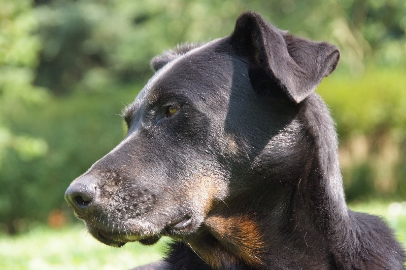 Publication : Des Compagnons Noirs Auteur : Compagnons Noirs