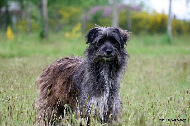 Publication : De La Devette Pastourelle Auteur : Val NARCY