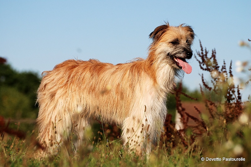 Publication : De La Devette Pastourelle Auteur : Devette Pastourelle