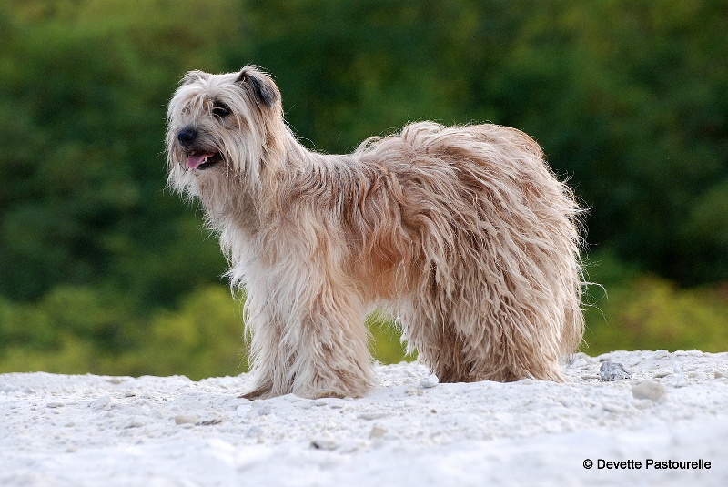 Publication : De La Devette Pastourelle Auteur : Val Narcy