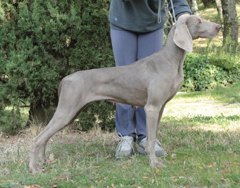 Publication : dei Grandi Grigi Auteur : de Grandi Grigi Kennel