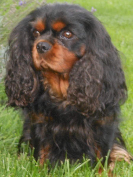 Publication : Des Anges Normands