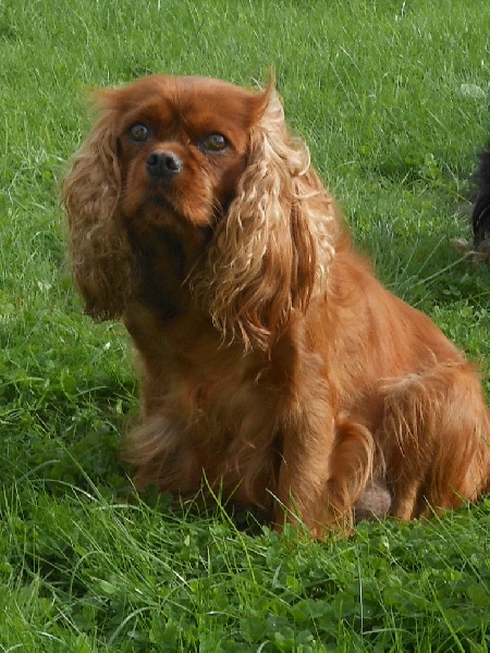 Publication : Des Anges Normands Auteur : lemiere melanie