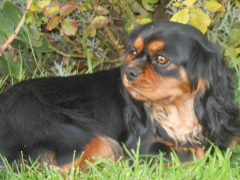 Publication : Des Anges Normands