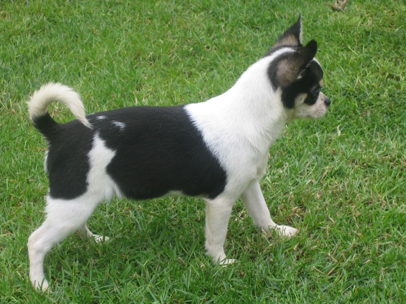 Gaga-lady (Sans Affixe)