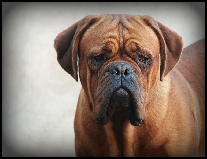 Legendarivs Canis Hally