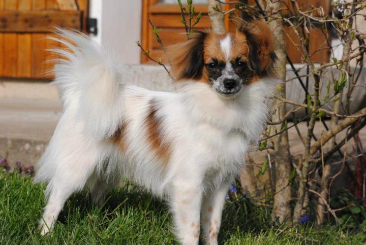 Publication : des Diablotins de Nooch Auteur : Elevage des Diablotins de Nooch