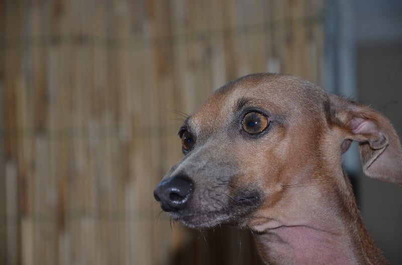 Publication : Delle Polveri Di Cantor 