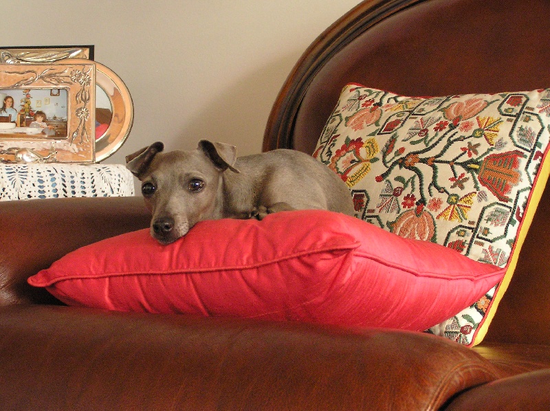 Publication : Delle Polveri Di Cantor 