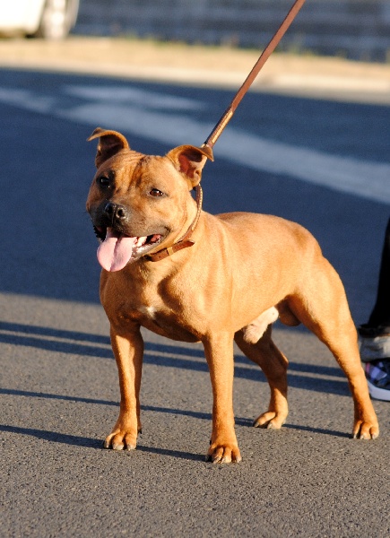 Evansstaff Heartbreaker at speedmaster