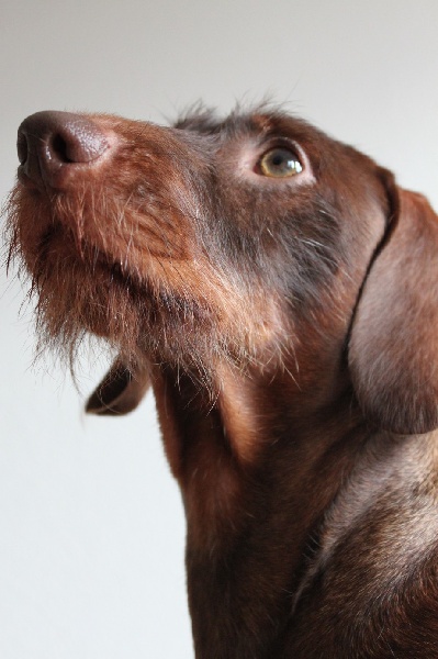 Publication : Kobeddus