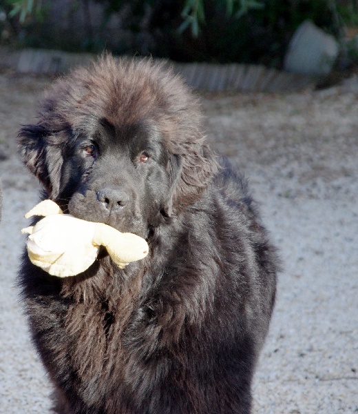 Publication : Des Semeurs De Rêves Auteur : Nadine Expert