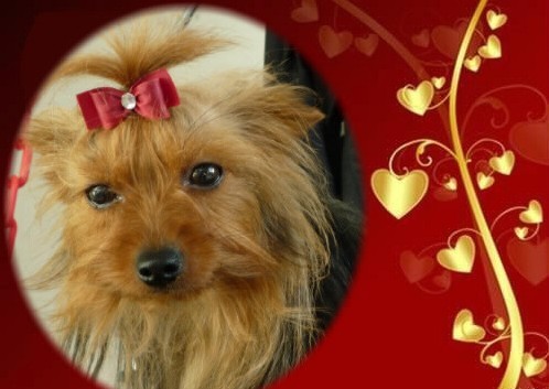 Publication : Des Fleurs De Shanghai 