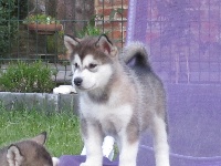 Étalon Alaskan Malamute - Mahala tahnee mara lilyrose De La Vallee De Nessie