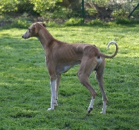 Étalon Azawakh - Belkhouli du clos de l'antonnière