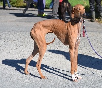 Étalon Azawakh - abagazem Gin africa dite gina