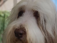 Étalon Bearded Collie - Erwan of Sheytane