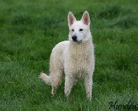 Étalon Berger Blanc Suisse - Hundra du royaume de la louve blanche