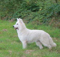 Étalon Berger Blanc Suisse - Icare little white wolf De L'arche Vickdgyn
