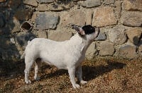 Étalon Bouledogue français - Hippie des Ocres De Provence