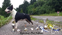 Étalon Bull Terrier - Karma The joker