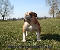 Étalon Bulldog Anglais - bull's of love Lourenza