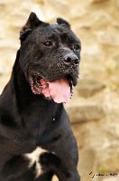 Étalon Cane Corso - Delta Delle Principesse Dei Giacchini
