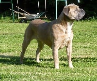 Étalon Cane Corso - E'tara (Sans Affixe)