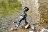 Étalon Chien d'arrêt allemand à poil dur - Indi Du Bois Du Vignot