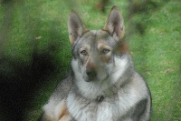 Étalon Chien-loup de Saarloos - CH. Gwalenn prizious dite gwenn la magnifique ar Borin Braz