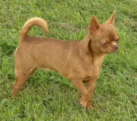 Étalon Chihuahua - Havana Des Petits Mayas