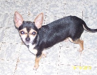 Étalon Chihuahua - Ispana (Sans Affixe)
