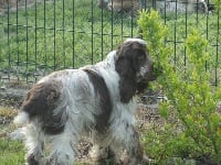 Étalon Cocker Spaniel Anglais - Haltaïr De la fontaine lavoir