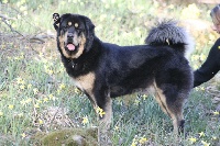 Étalon Dogue du Tibet - CH. K'timulen Le temple de nyima