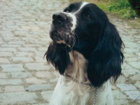 Étalon English Springer Spaniel - Lady Of Quiet Farm