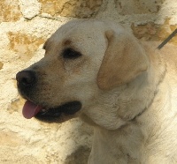 Étalon Labrador Retriever - Gandjy des pins et des bruyères