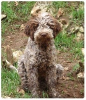 Étalon Lagotto Romagnolo - Gianni du Sarmizegetusa Regia