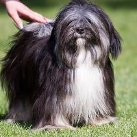 Étalon Lhassa Apso - Péma wangyal de la garde adhemar Kehl Ta Zing