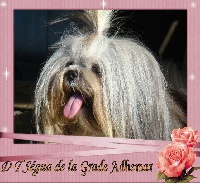 Étalon Lhassa Apso - D-tségua de la garde adhemar Kehl Ta Zing