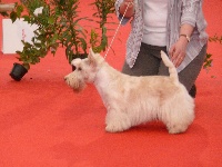 Étalon Scottish Terrier - Harinordoki de Glenderry