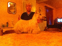 Étalon Scottish Terrier - Deep impact du Moulin de Mac Grégor