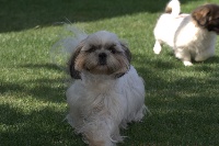 Étalon Shih Tzu - Csu-shi-wan Shah Abbas