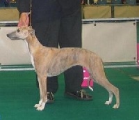 Étalon Whippet - CH. Margarita magic Of falconcrag